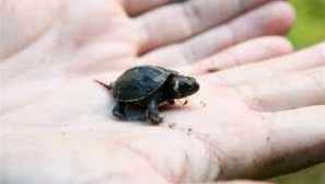 Najmanja životinja na svijetu